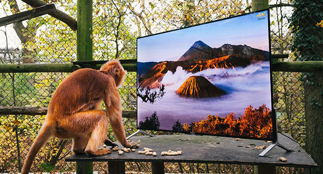 La tecnologia dei TV Sony Bravia per il reinserimento in natura dei primati